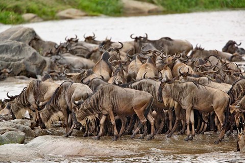 Framed Wildebeest herd wildlife, Serengeti NP, Tanzania Print