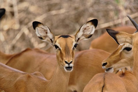 Framed Wildlife, Female Impala, Samburu Game Reserve, Kenya Print