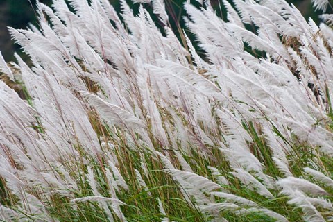 Framed Wild dogtail grasses swaying in wind, Bhutan Print