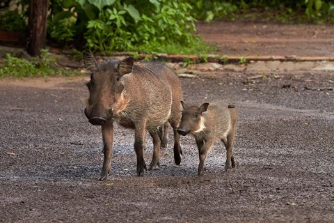 Framed Warthog and babies, Chobe Safari Lodge, Kasane, Botswana, Africa Print