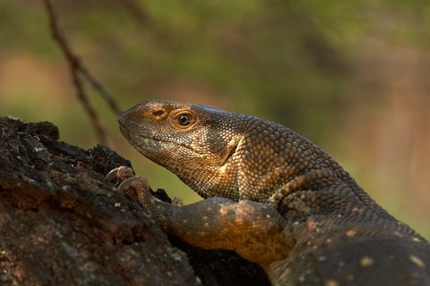 Framed White-throated monitor, Kruger NP, South Africa Print