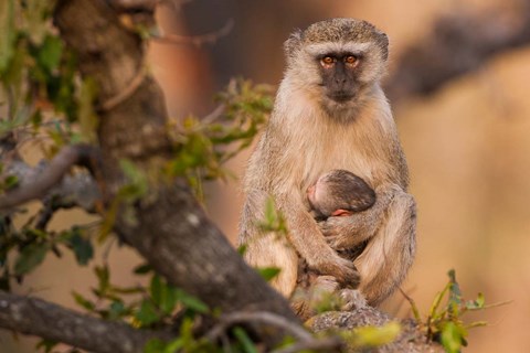 Framed Vervet monkey and infant, Okavango Delta, Botswana Print