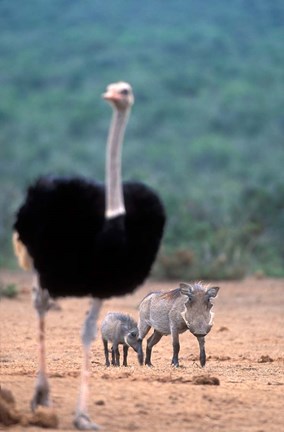 Framed Warthog &amp; offspring, Addo National Park, South Africa Print