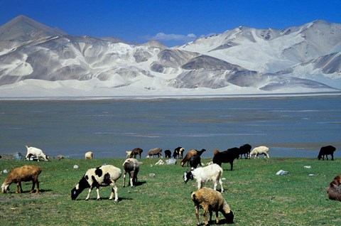 Framed View of Grazing Sheep, Karakuli Lake and Mt Kunlun, Silk Road, China Print