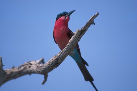 Framed White-Fronted Bee Eater, Chobe River, Chobe National Park, Botswana Print