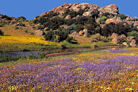 Framed Wildflowers Flourish, Namaqualand, Northern Cape Province, South Africa Print