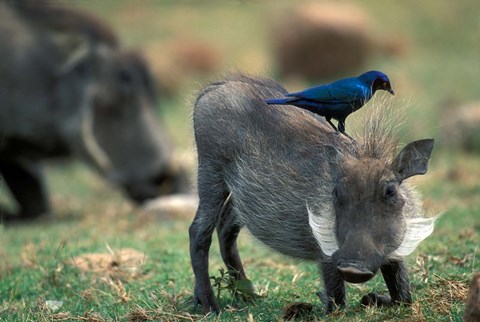 Framed Warthog and Blue-Eared Starling, Pilanesburg Gr, South Africa Print