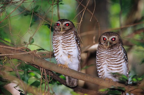Framed White Browed Owls, Madagascar Print