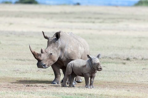 Framed White rhinoceros mother with calf, Kenya Print