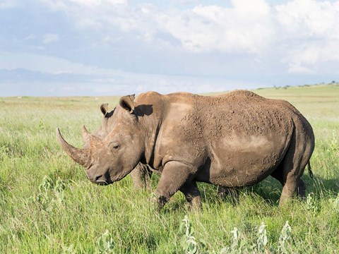 Framed White rhinoceros, Ceratotherium simum, Kenya, Africa Print