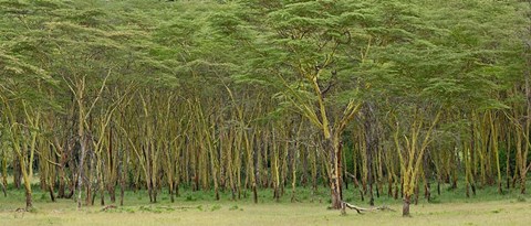 Framed Yellow Fever Tree, Lake Nakuru National Park, Kenya Print