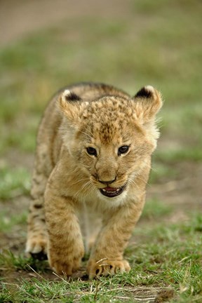 Framed Young lion cub, Masai Mara Game Reserve, Kenya Print