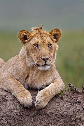 Framed Young male lion on termite mound, Maasai Mara, Kenya Print