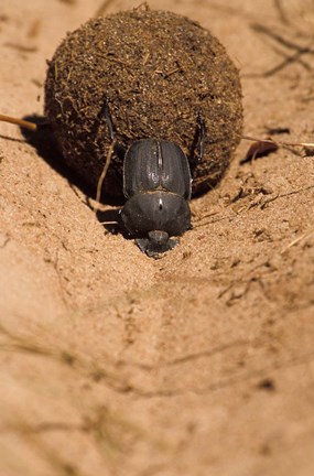 Framed Zimbabwe. Dung Beetle insect rolling dung ball Print