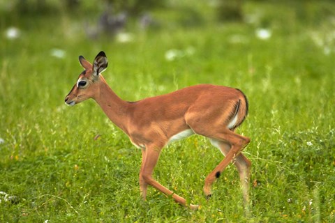Framed Young Black-faced impala, Etosha National Park, Namibia Print