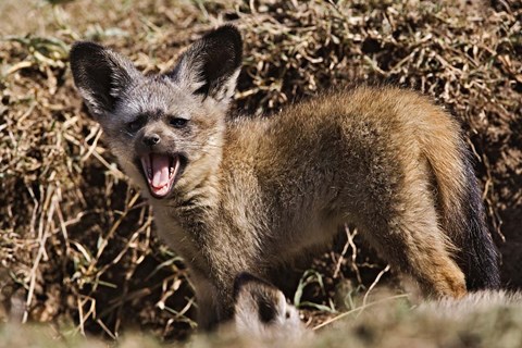 Framed Young Bat-eared Foxes, Masai Mara, Kenya Print