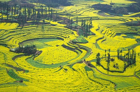 Framed Yellow Rape Flowers Cover Qianqiou Terraces, China Print