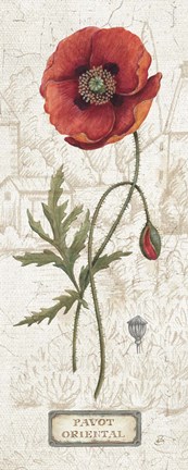 Framed Royal Garden IV Print