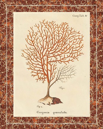 Framed Gorgonia Granulata Marble Print