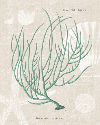 Framed Gorgonia Miniacea on Linen Sea Foam Print