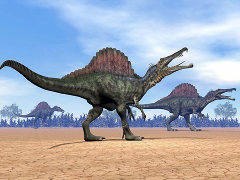 Framed Three Spinosaurus dinosaurs walking in the desert Print