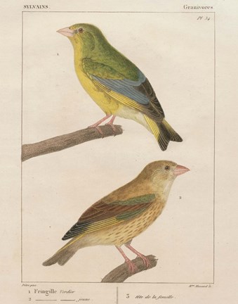 Framed Sylvains I Print