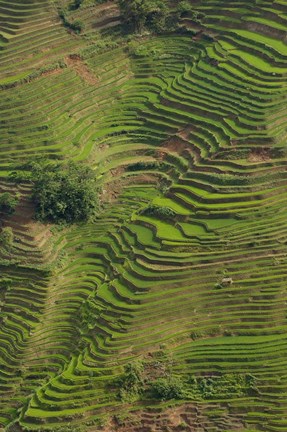 Framed Rice Terraces of the Ailao Mountains, China Print