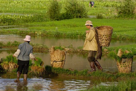 Framed Bai Minority Carrying Rice Plants in Baskets, Jianchuan County, Yunnan Province, China Print