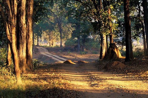 Framed Rural Road, Kanha National Park, India Print