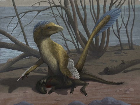 Framed Deinonychus protects its kill, a psittacosaurid dinosaur Print