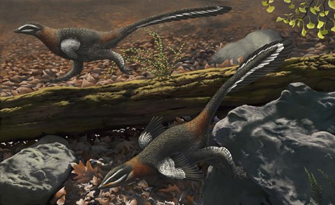 Framed Mei long, the famous troodontid in the sleeping position Print