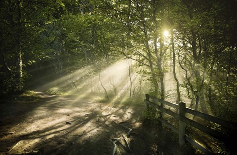 Framed Sunrays shining through a dark, misty forest, Liselund Slotspark, Denmark Print