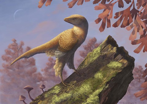 Framed Eosinopteryx brevipenna perched on a tree branch Print
