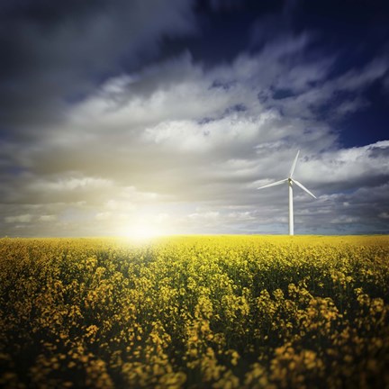 Framed Wind turbine in a canola field against cloudy sky at sunset, Denmark Print