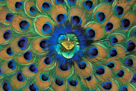 Peacock Decor, India Fine Art Print by David R. Frazier / Danita Delimont  at