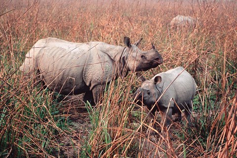 Framed Indian Rhinoceros in Kaziranga National Park, India Print