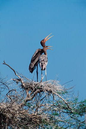 Framed pair of Painted Stork in a tree, India Print