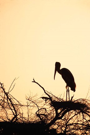 Framed Painted Stork in Bandhavgarh National Park, India Print