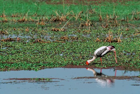Framed Painted Stork by the water, India Print