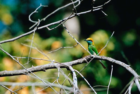 Framed Green Bee-eater in Bandhavgarh National Park, India Print