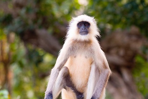 Framed Monkey, Ranthambore National Park, Rajastan, India Print