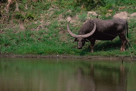 Framed Water Buffalo in Kaziranga National Park, India Print
