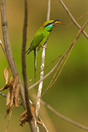 Framed Green Bee-Eater, Madhya Pradesh, Kanha National Park, India Print