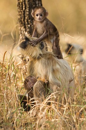 Framed Hanuman Langur, Madhya Pradesh, Kanha National Park, India Print