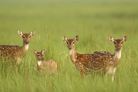 Framed Chital Deer wildlife, Corbett NP, Uttaranchal, India Print