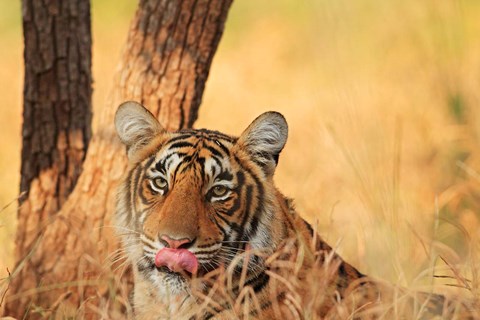 Framed Close up of Royal Bengal Tiger, Ranthambhor National Park, India Print