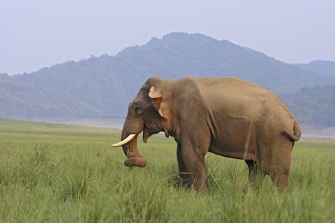 Framed Elephant in the grass, Corbett NP, Uttaranchal, India Print