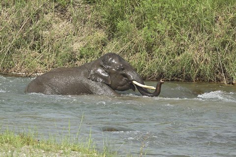 Framed Elephant taking bath, Corbett NP, Uttaranchal, India Print