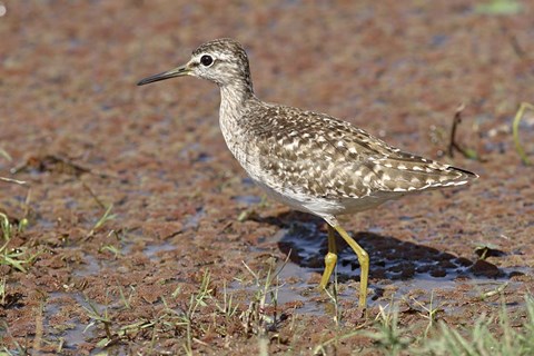 Framed Green Sandpiper, Ranthambhor National Park, India. Print
