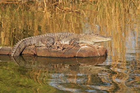 Framed Marsh Crocodile, Ranthambhor National Park, India Print